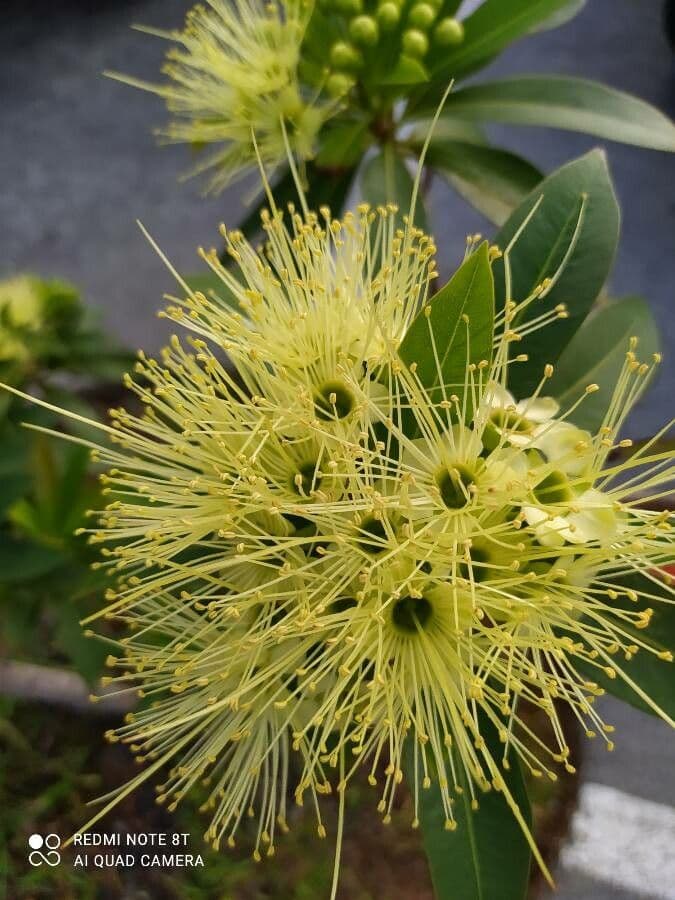 Xanthostemon pubescente 4