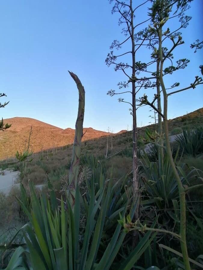 Sisal 11
