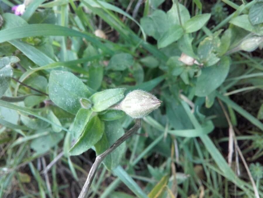 Silene dioica 26