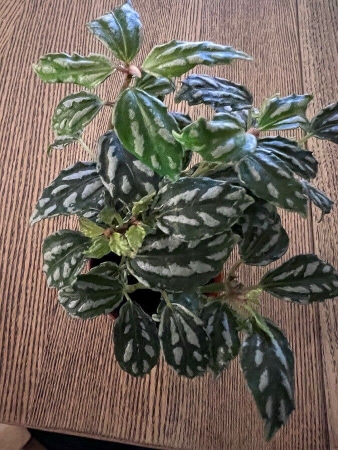 Pilea 10