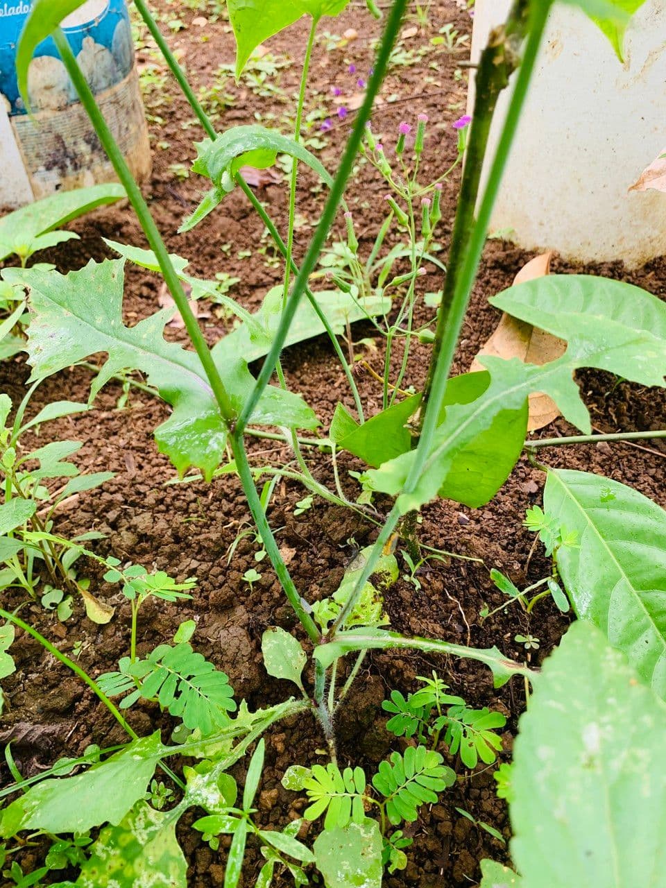 Emilia sonchifolia 22
