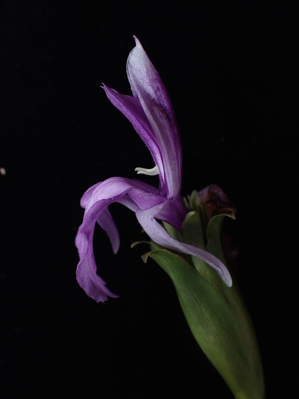 Roscoea 3
