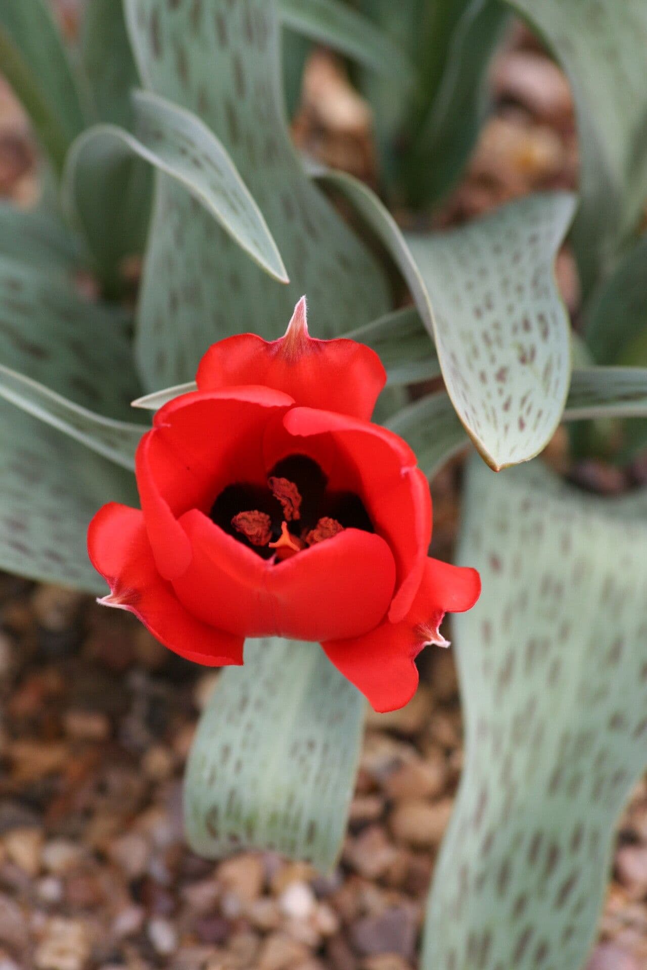 Tulipano 2