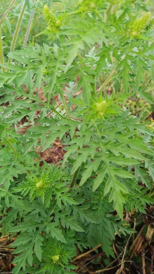 Ambrózia palinolistá 19