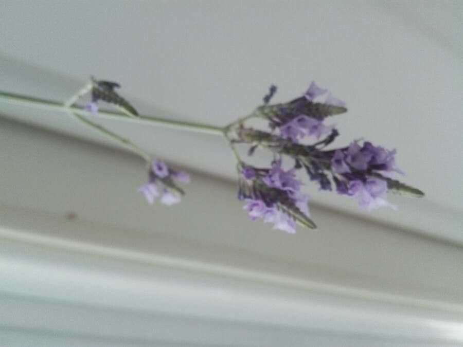 Lavanda pinnata