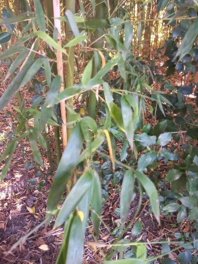 Guadua angustifolia 3