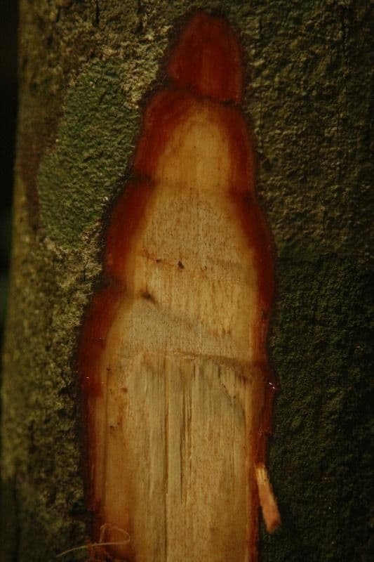 Iryanthera 16