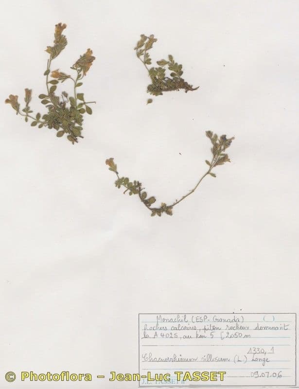 Chaenorhinum villosum 9