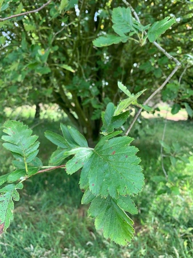 Sorbo pseudofennica 3