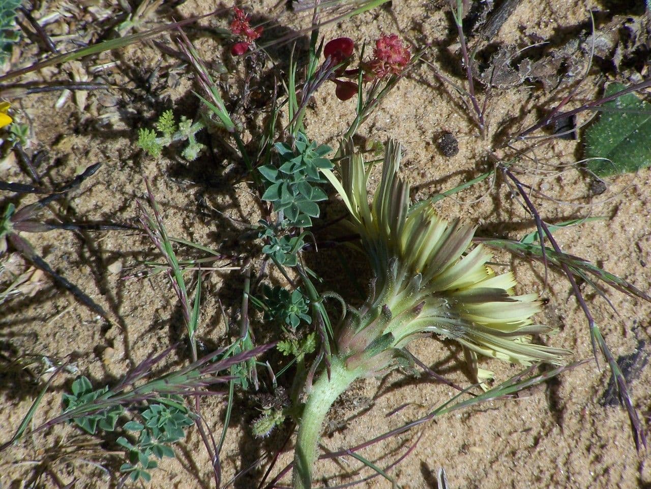 Hawkweed oxtongue 9