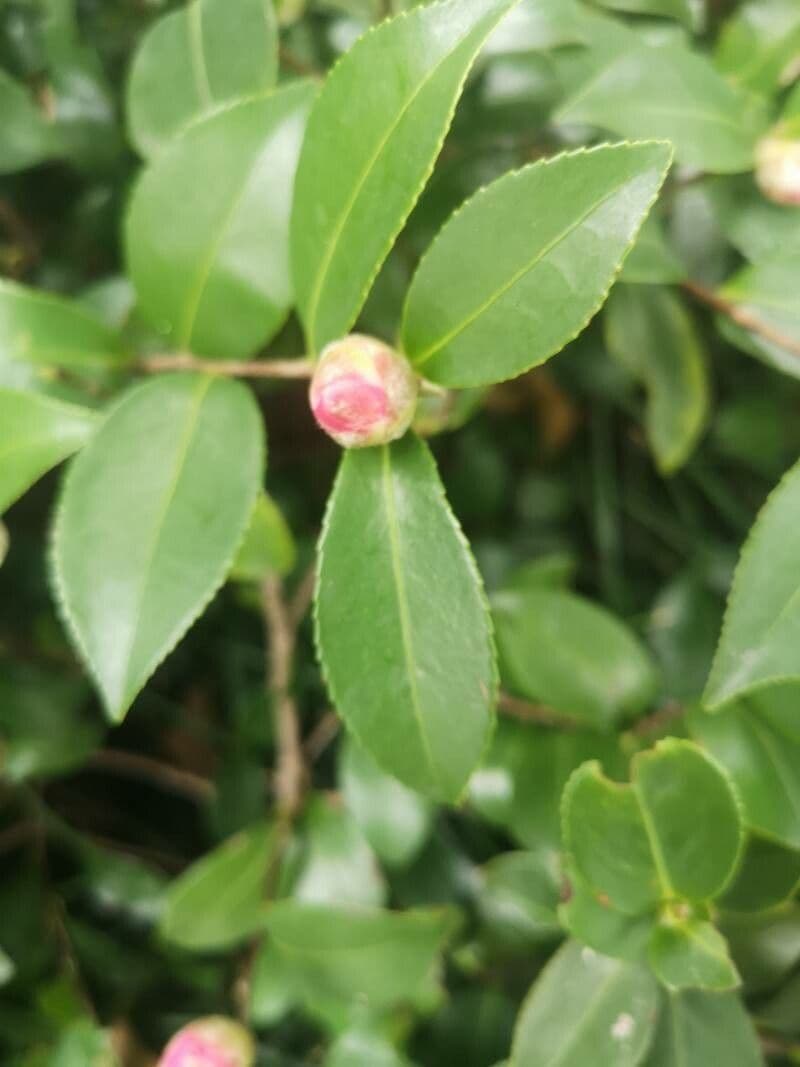 Camelia sasanqua 27