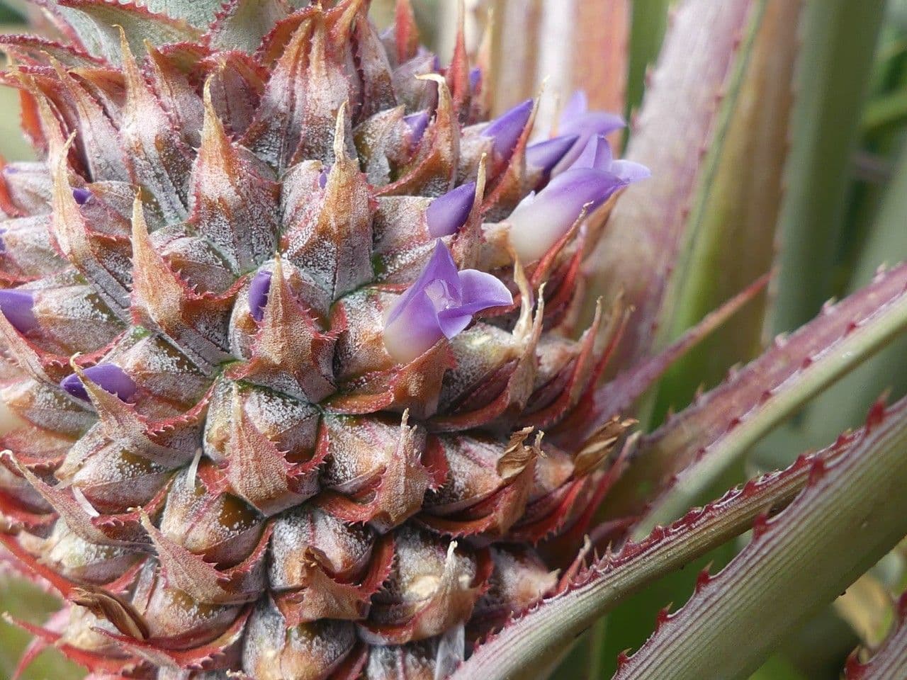 Ananas 7
