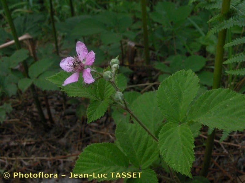 Bereifte Brombeere 30