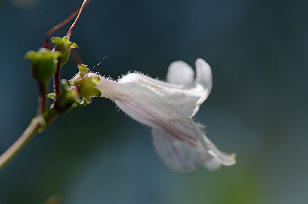 Penstemon 2