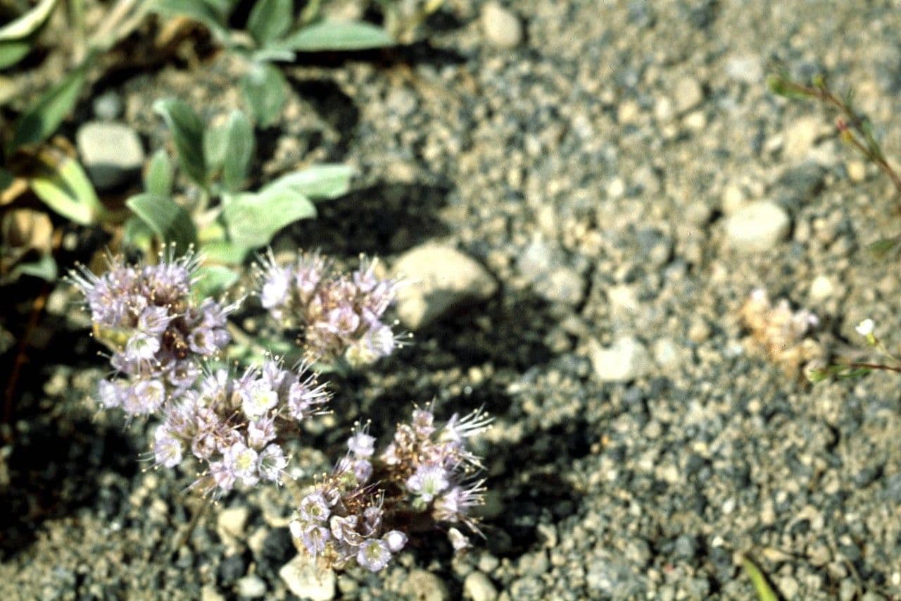 Hydrophyllum 8