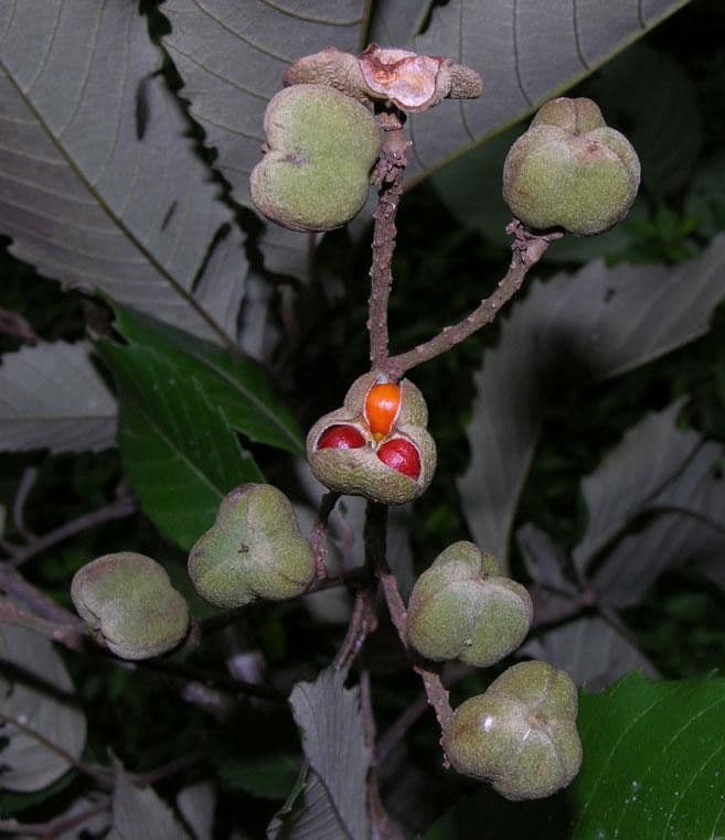 Cupania 5