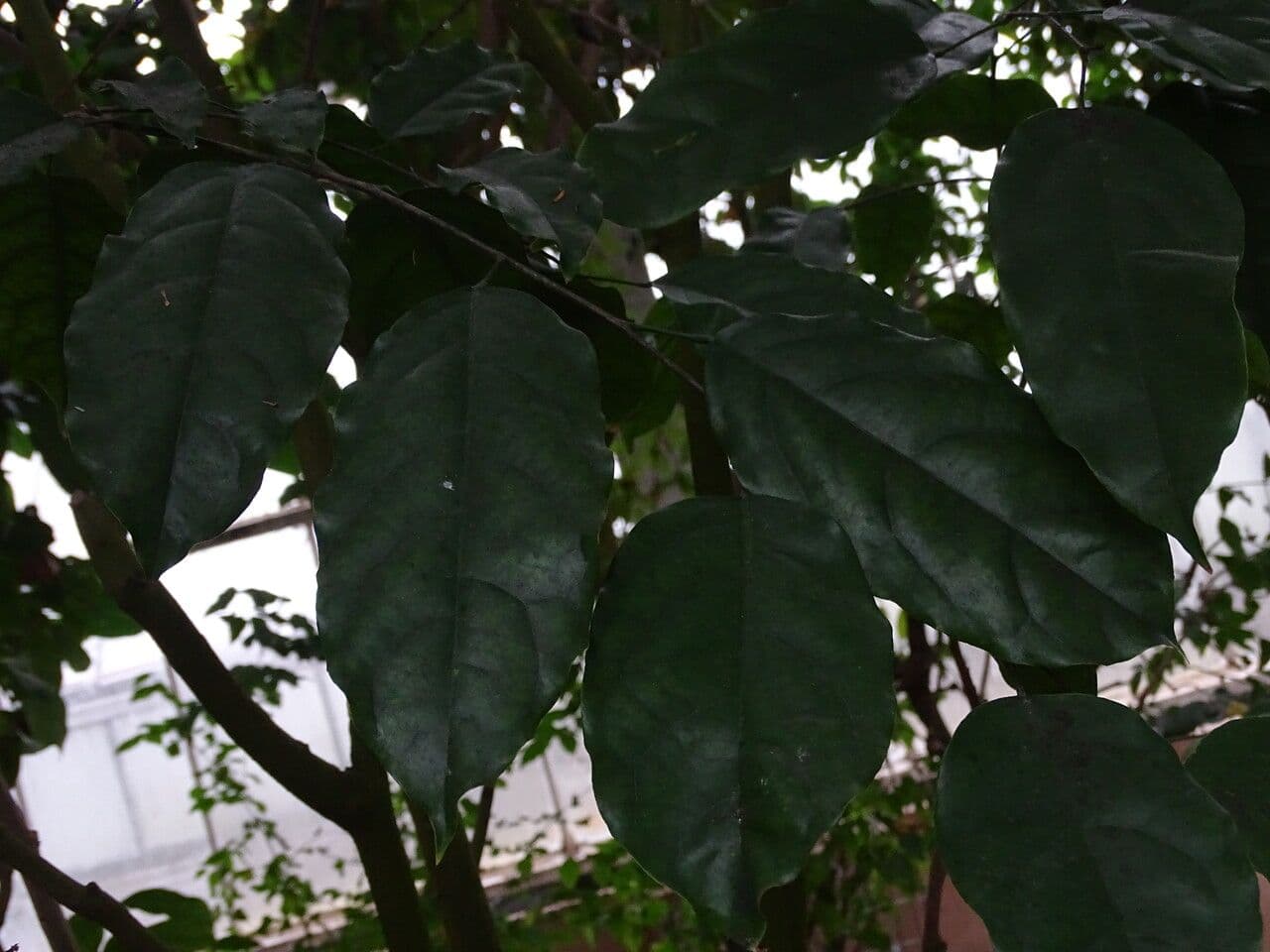 Baphia nitida 11