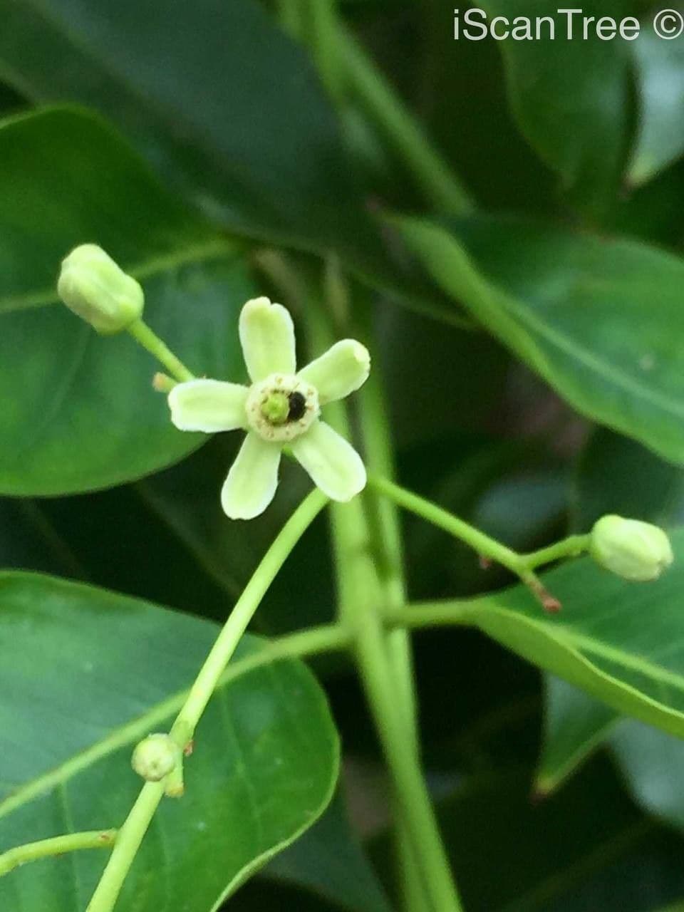 Ekebergia 8