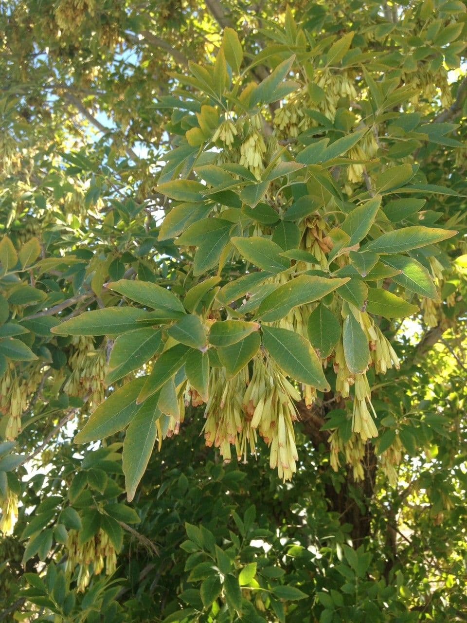 Samtiger Eschen-Baum 10