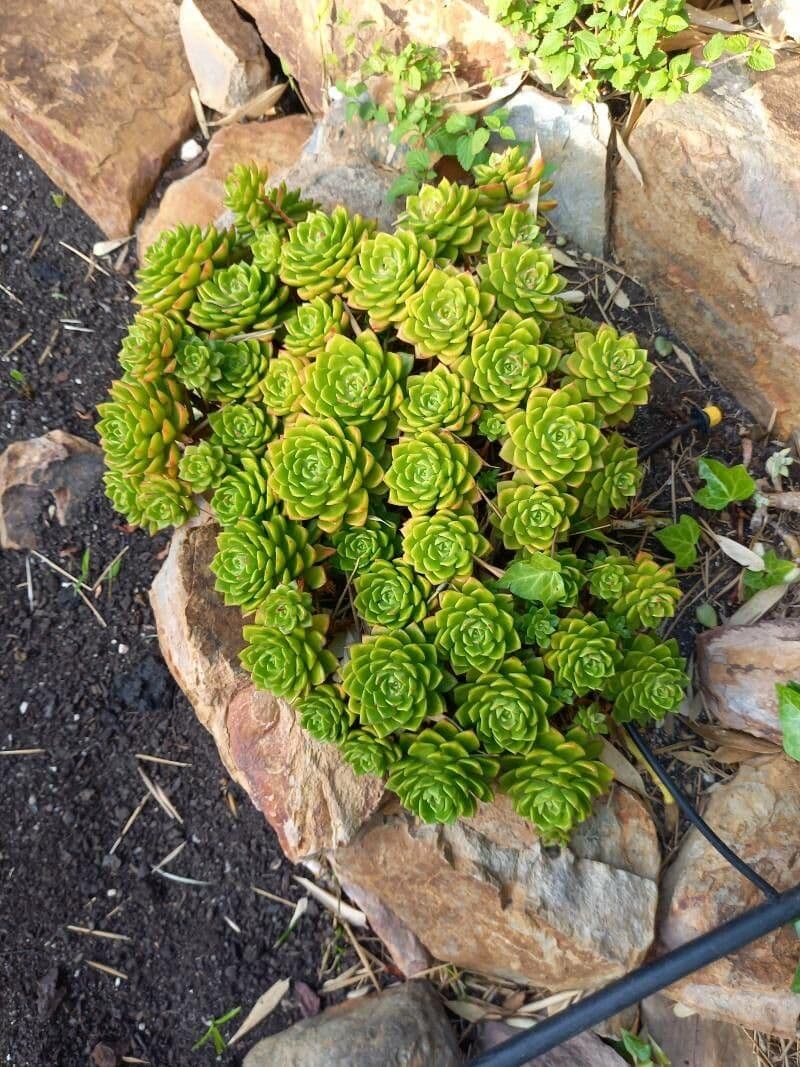 Sempervivum spatulé 13