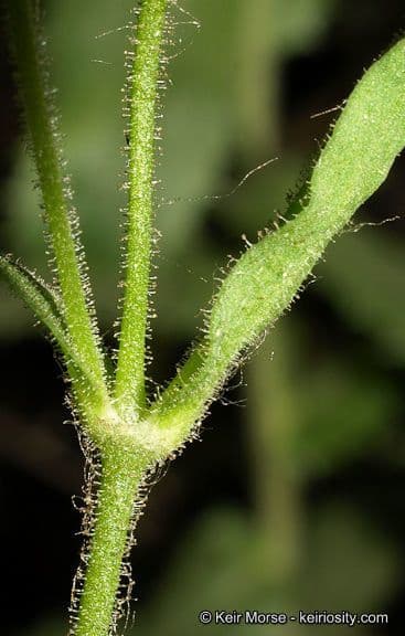 Silene laciniata 20