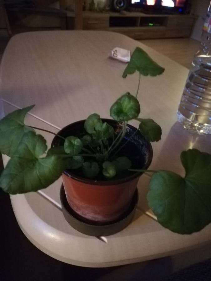 Centella asiatica 7