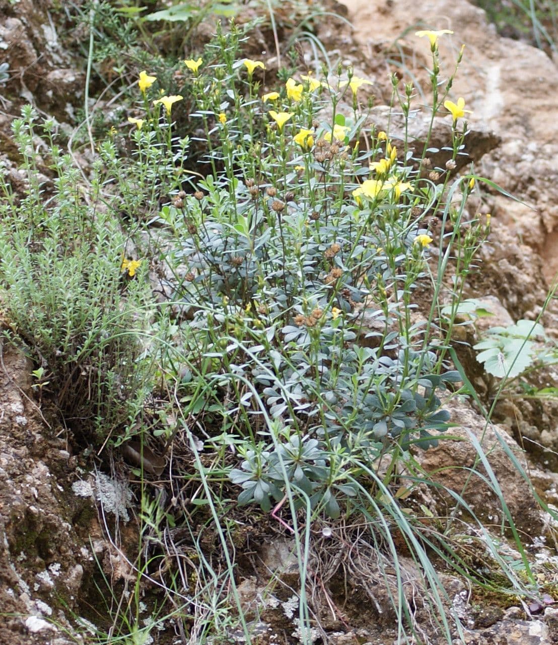 Lino arboreo 6