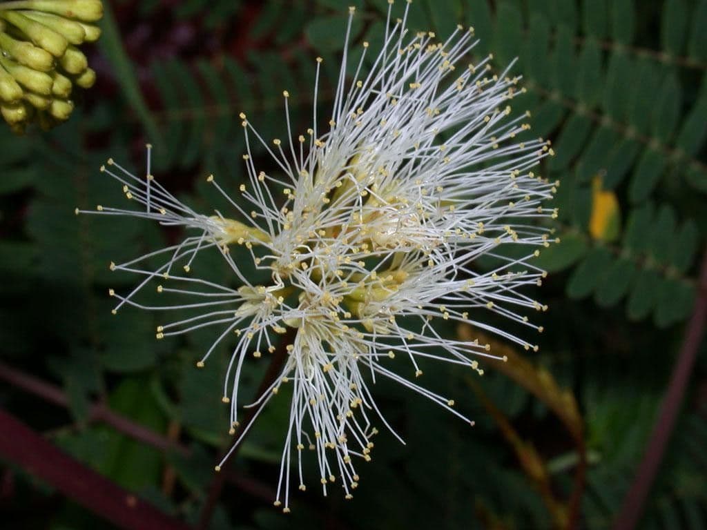 Albizia carbonaria 2