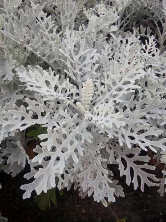 Cineraria 20