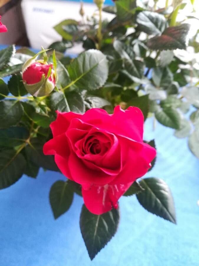 Rosa