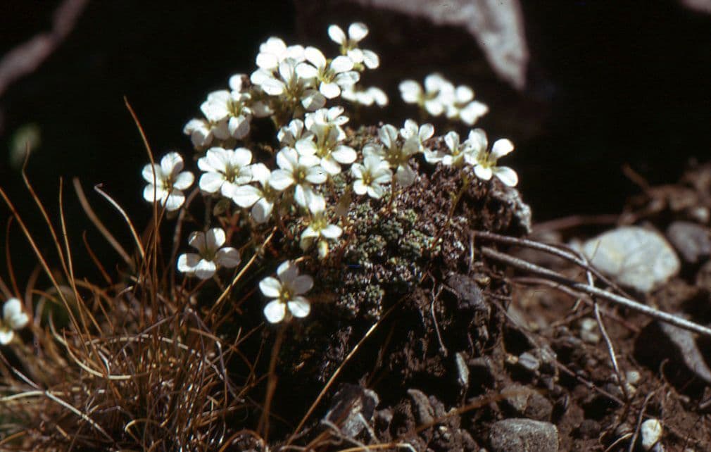 Felsenmutterkraut valdensis 6
