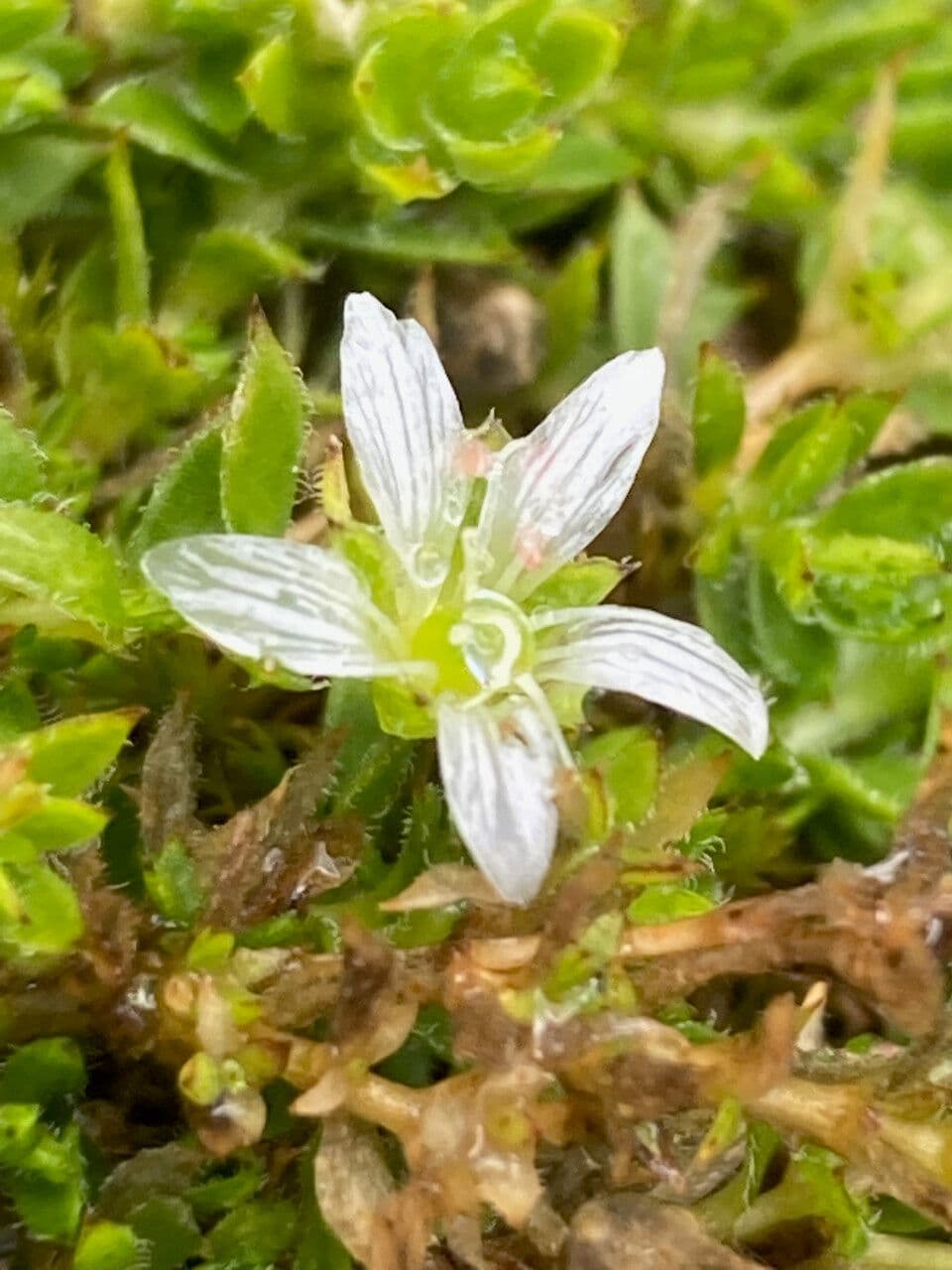 Arenaria 4