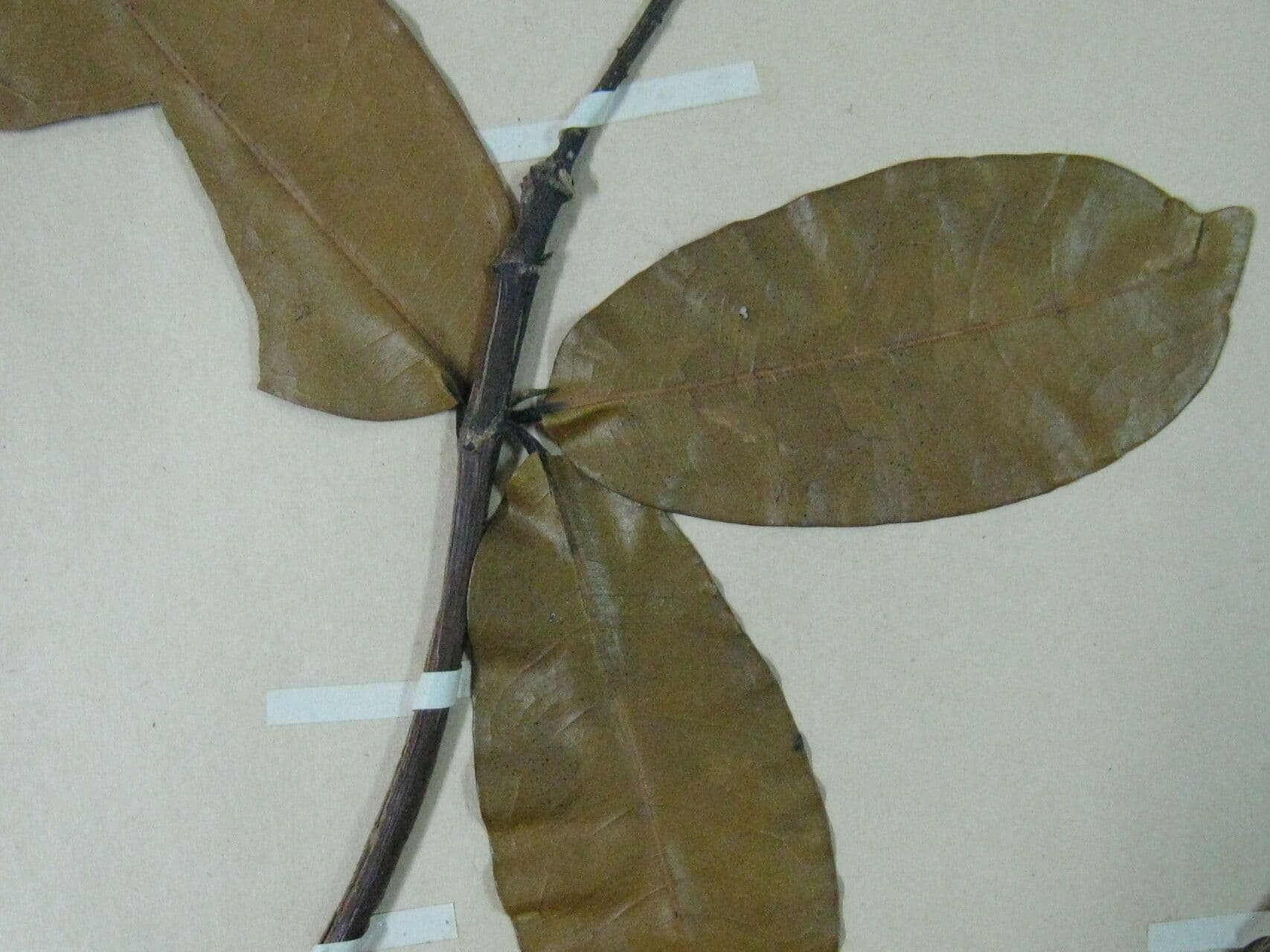 Vochysia 2