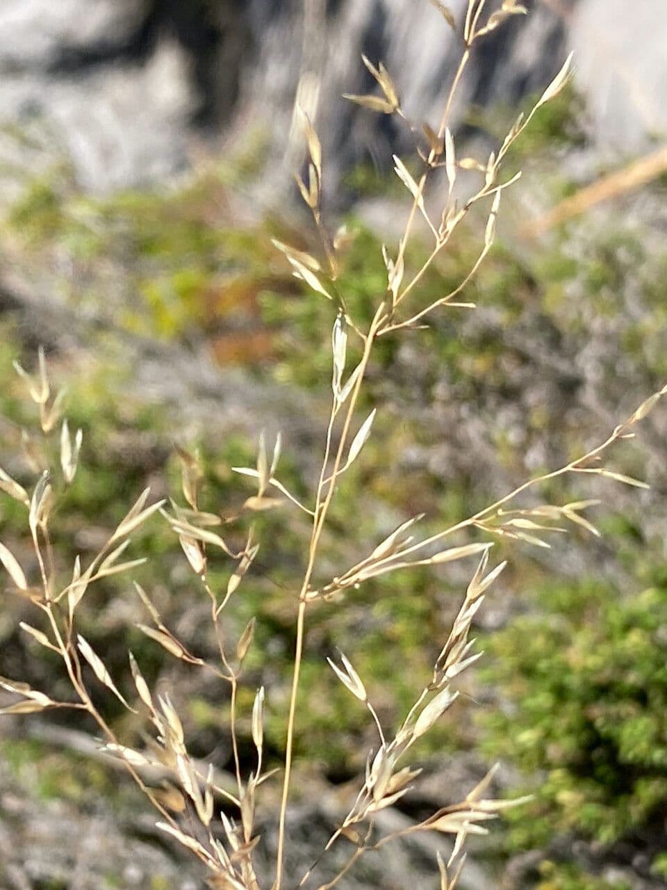Calamagrostis 3