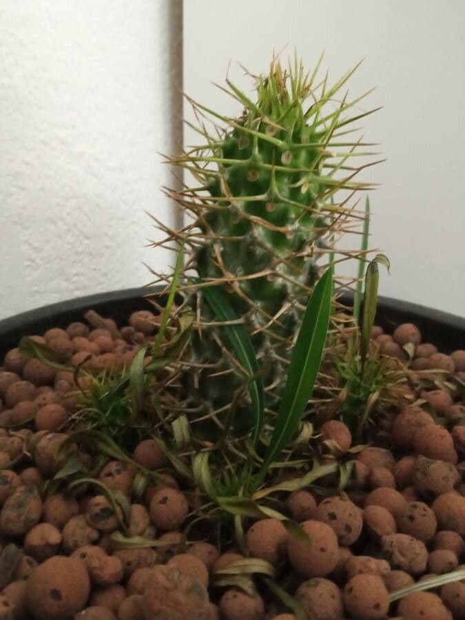 Pachypodium 4