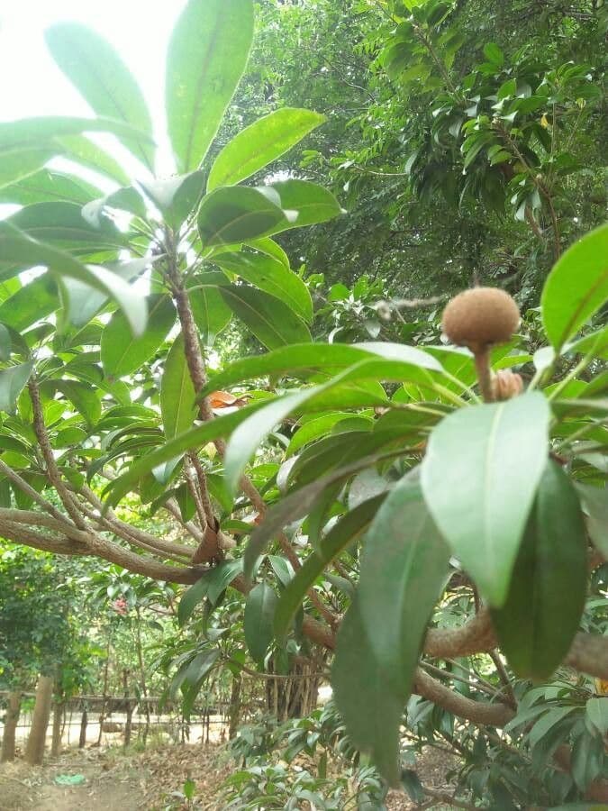 Pouteria