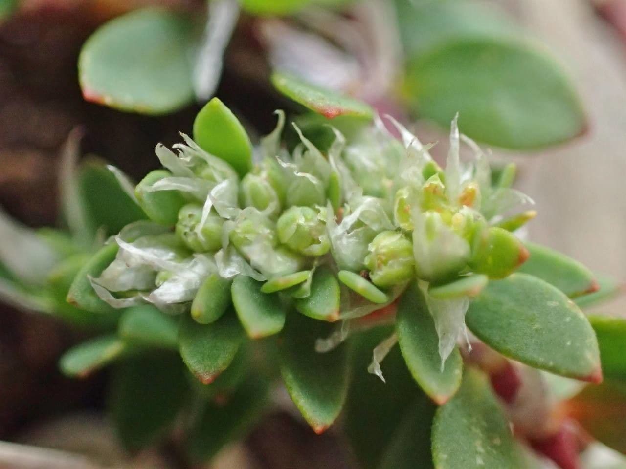 Herniaria hirsuta 3