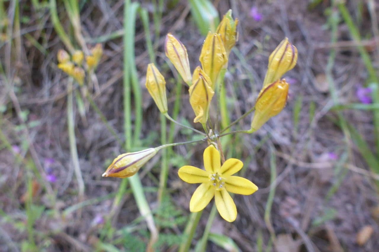 Triteleia 5