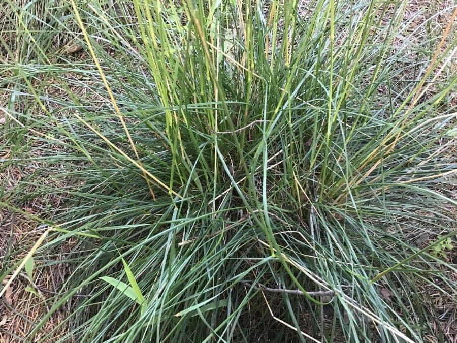 Vousovka kantabríjska 3