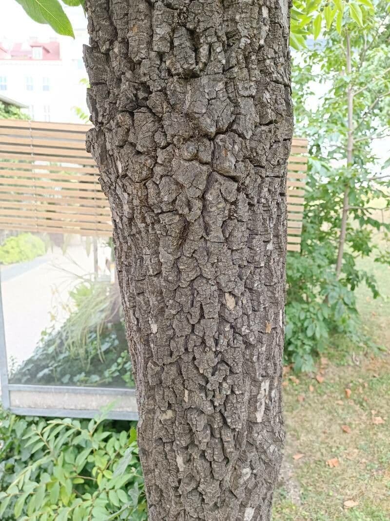 Diospyros 22