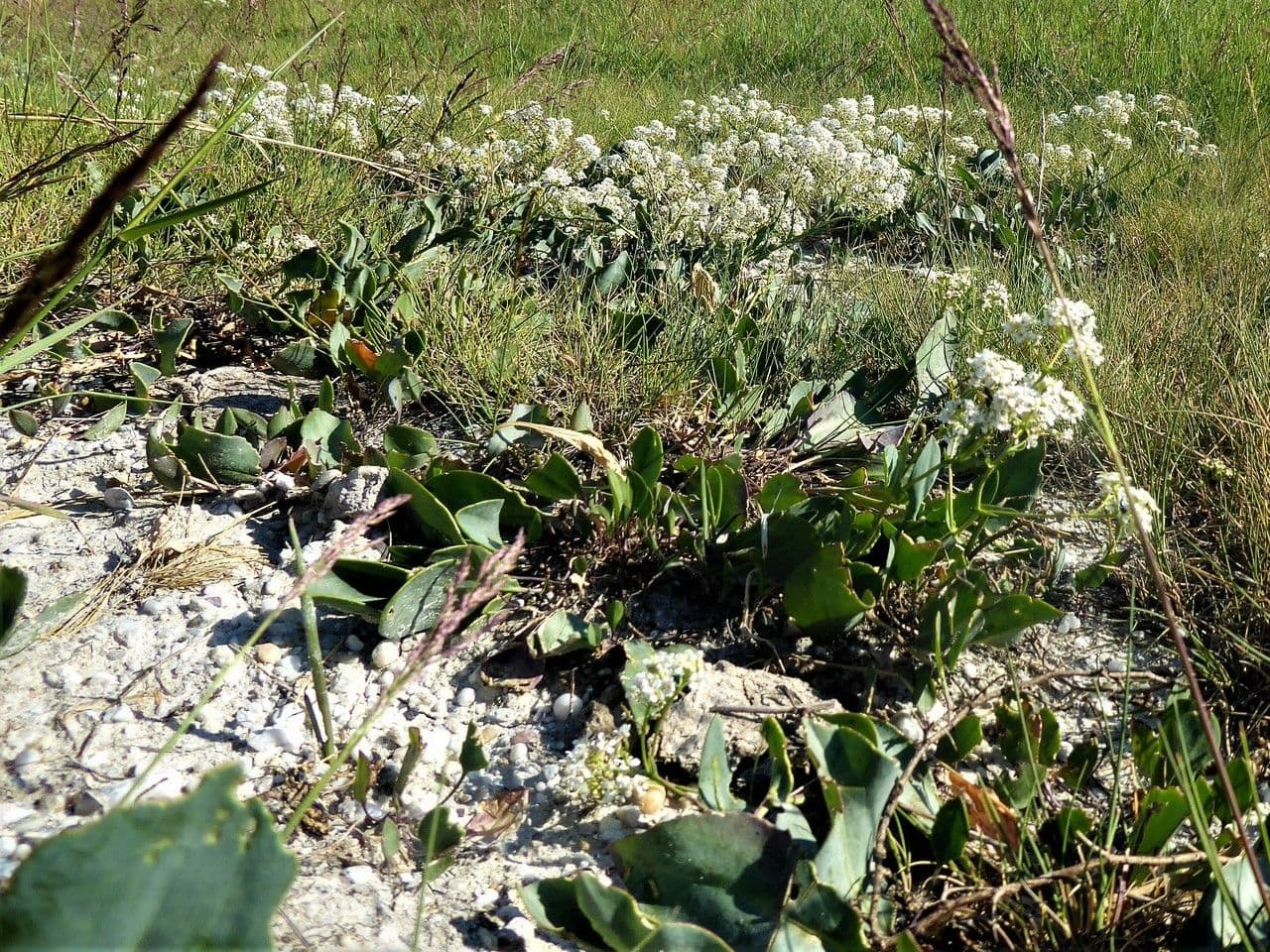 Lepidium