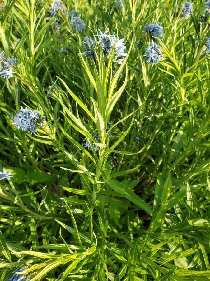 Amsonia cigliata 12