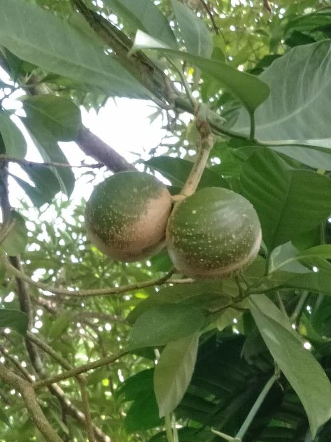Tabernaemontana 2
