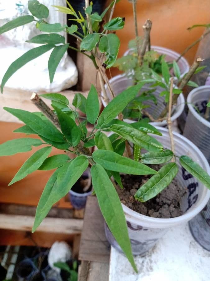 Fridericia chica 11