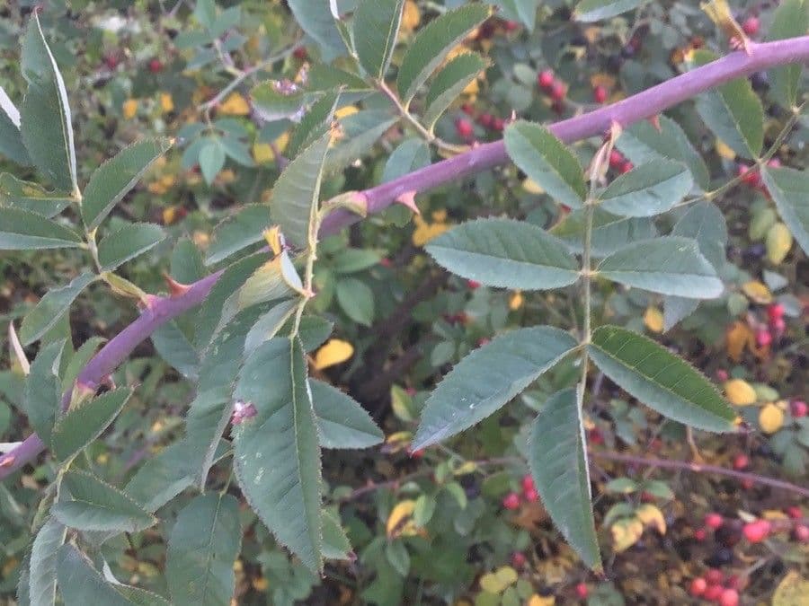 Rosa