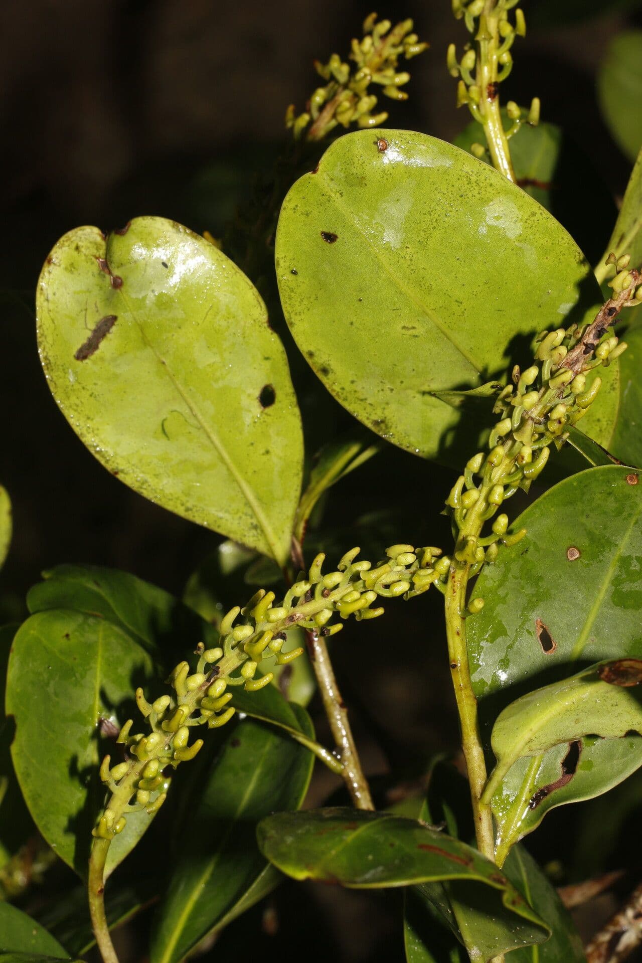 Souroubea