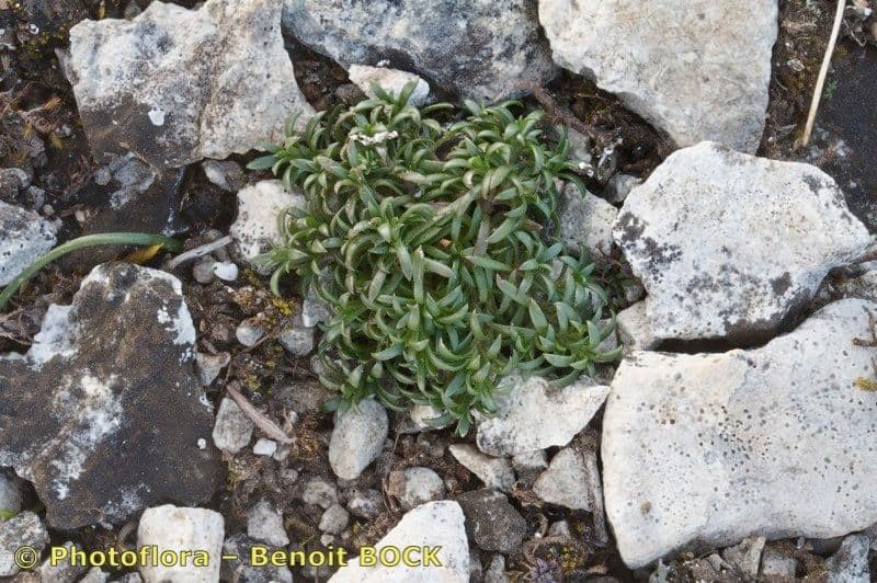 Pachamařka 17