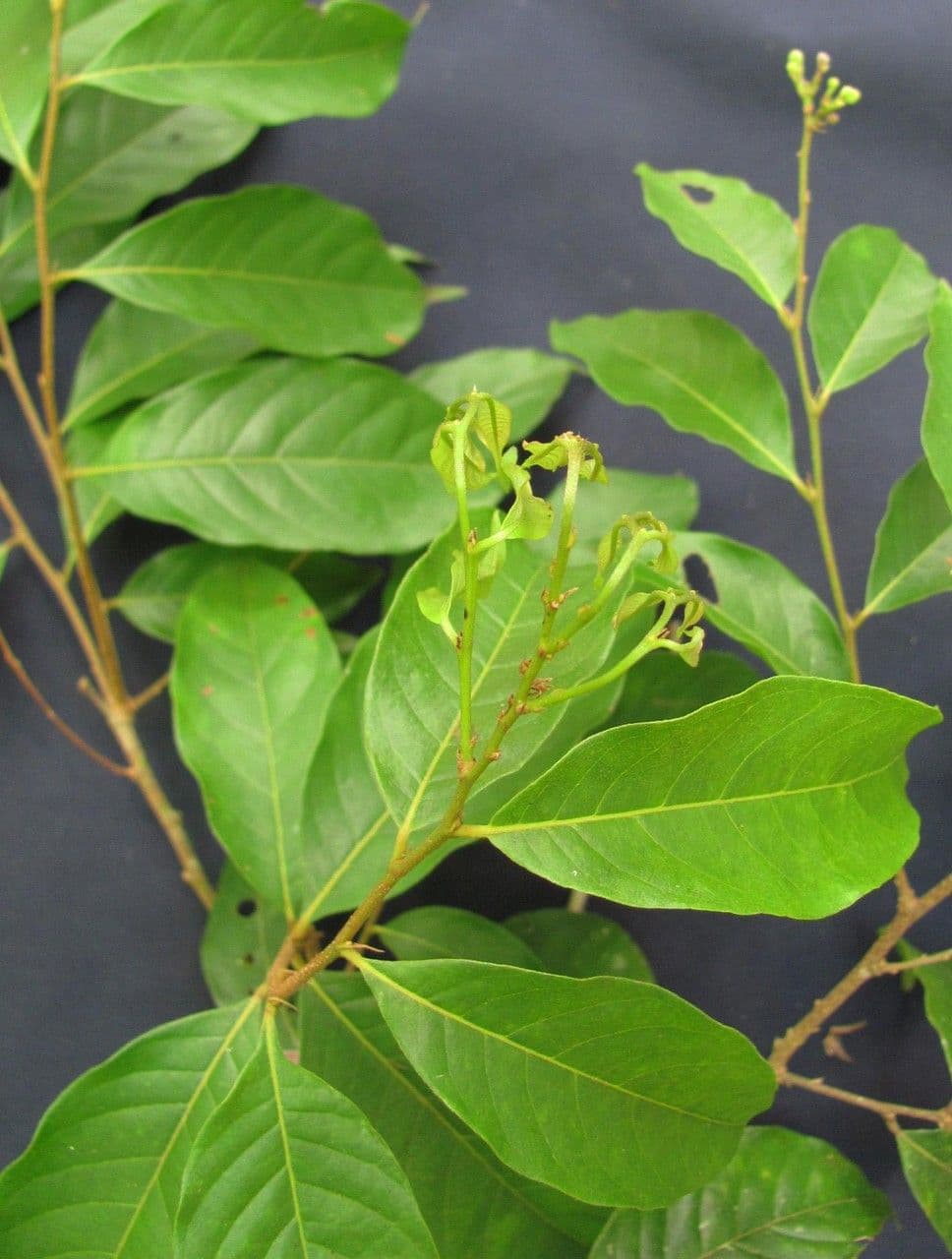 Hirtella triandra 21