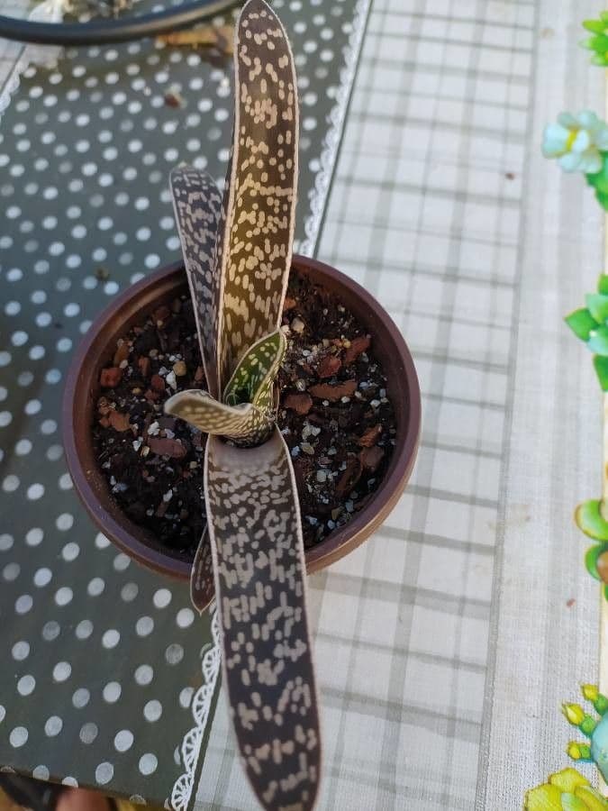 Gasteria 9
