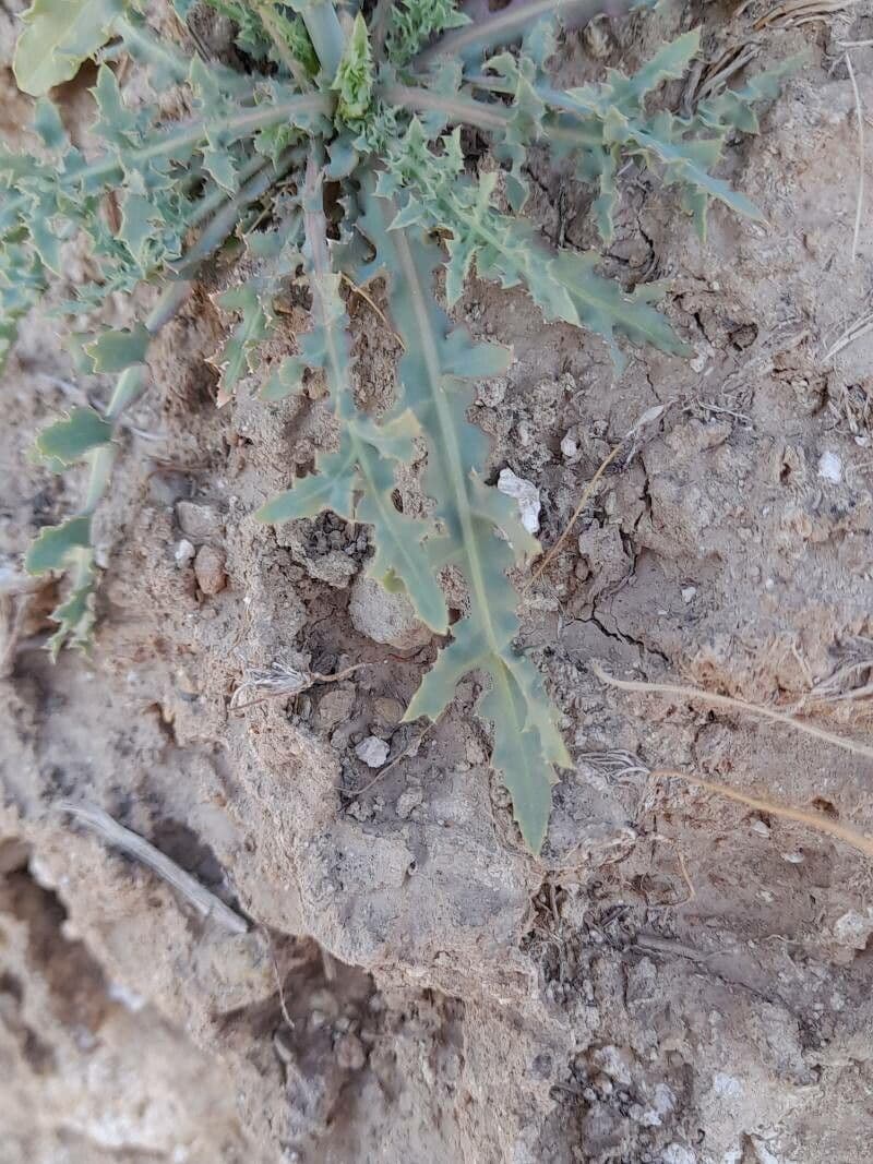Launea mucronata 15